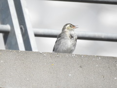 Motacilla alba