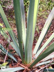 Furcraea guatemalensis