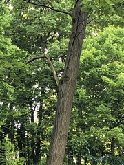 Melanerpes carolinus