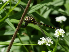 Cordulegaster bilineata
