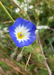Convolvulus tricolor