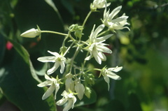 Polystemma cordifolium