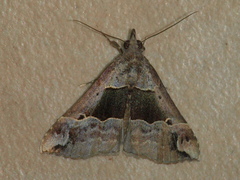 Hypena gonospilalis