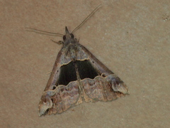 Hypena gonospilalis