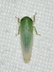 Chlorotettix viridius
