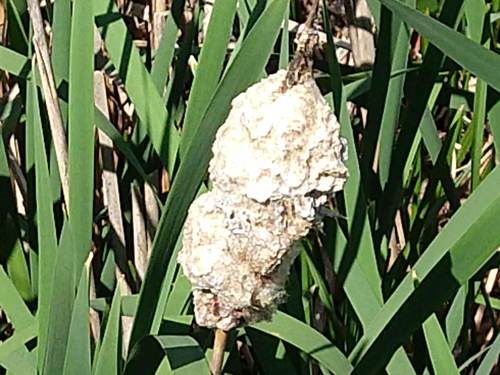 photo of Broad-leaved Cattail (Typha latifolia)