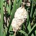 photo of Broad-leaved Cattail (Typha latifolia)