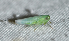 Chlorotettix viridius
