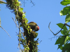 Colaptes rubiginosus rubripileus