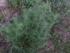 Centaurea pseudomaculosa