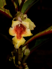 Drymonia antherocycla