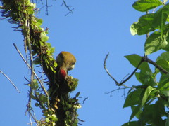 Colaptes rubiginosus rubripileus