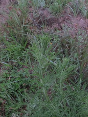 Centaurea pseudomaculosa