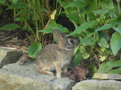 Sylvilagus floridanus