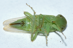 Chlorotettix viridius