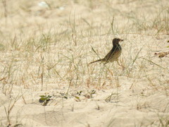 Anthus pratensis