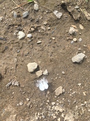 Lomographa semiclarata