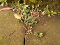 Oenothera multicaulis