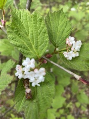 Elasmostethus interstinctus