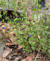 Scutellaria potosina