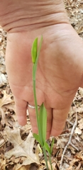 Cleistesiopsis bifaria