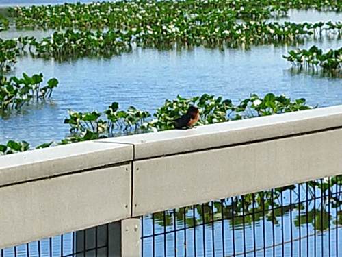 photo of Barn Swallow (Hirundo rustica)