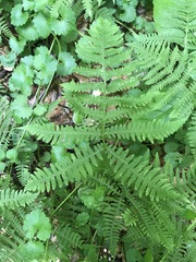 Phegopteris