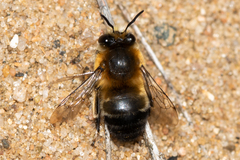 Anthophora aestivalis