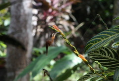 White-Browed Hermit photo 1