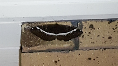 Erebus terminitincta