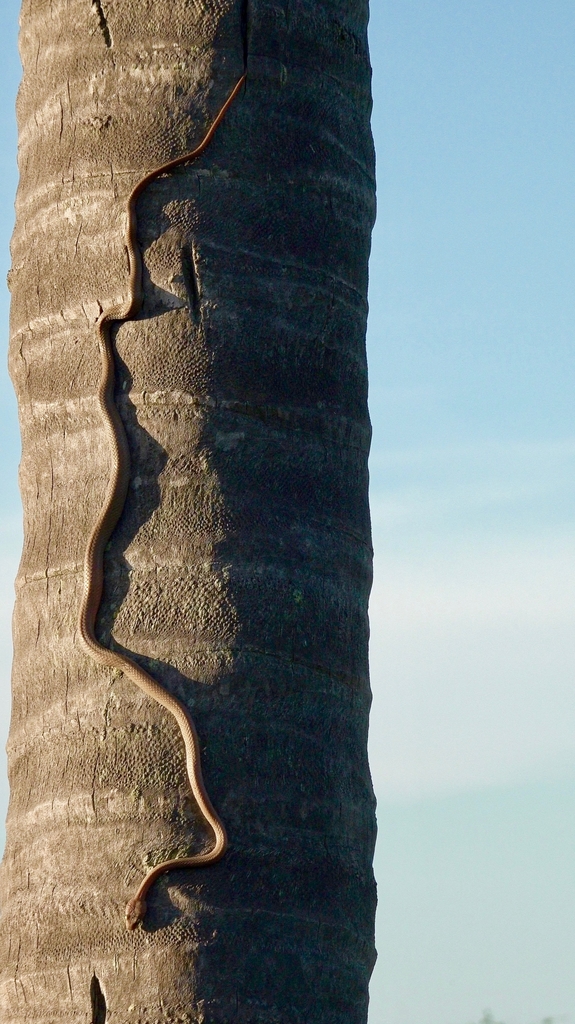 Coconut Palm Snake