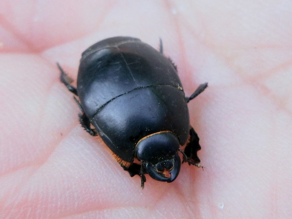 Pactolinus major