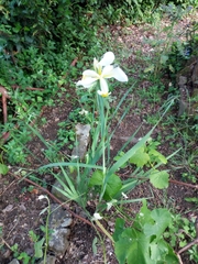 Iris orientalis