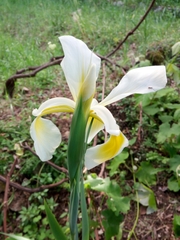 Iris orientalis