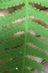 Phegopteris