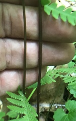 Phegopteris