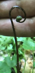 Phegopteris