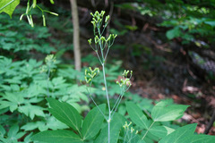 Caulophyllum robustum