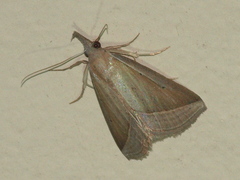 Hypena conscitalis