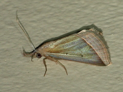 Hypena conscitalis