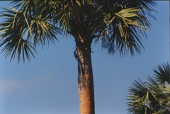 Melanerpes superciliaris