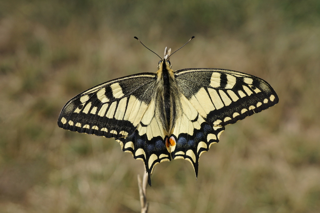 Common Swallowtails