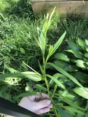 Angiospermae