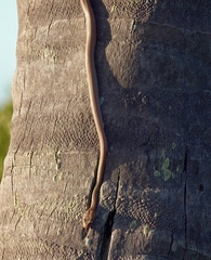 Lycodryas cococola cococola