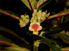 Drymonia antherocycla