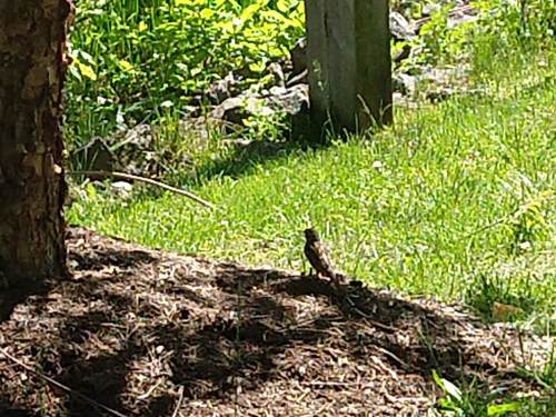 photo of Brown Thrasher (Toxostoma rufum)