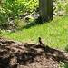 photo of Brown Thrasher (Toxostoma rufum)