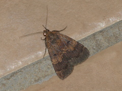 Hydrillodes metisalis