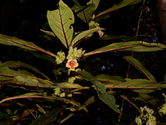 Drymonia antherocycla
