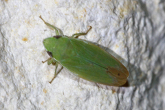 Memnonia flavida